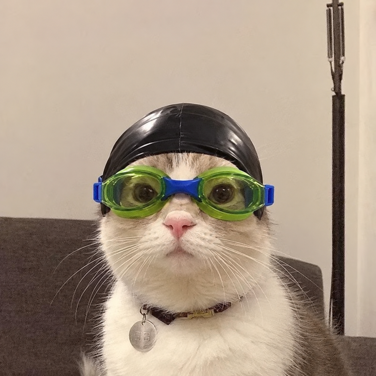 Nascat wearing swim goggles